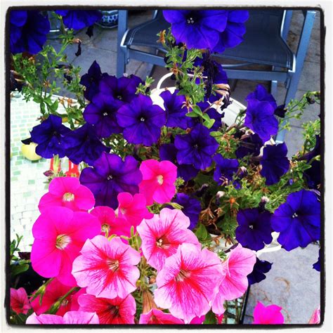 The Intriguing World of Magical Petunias Just a Stone's Throw Away